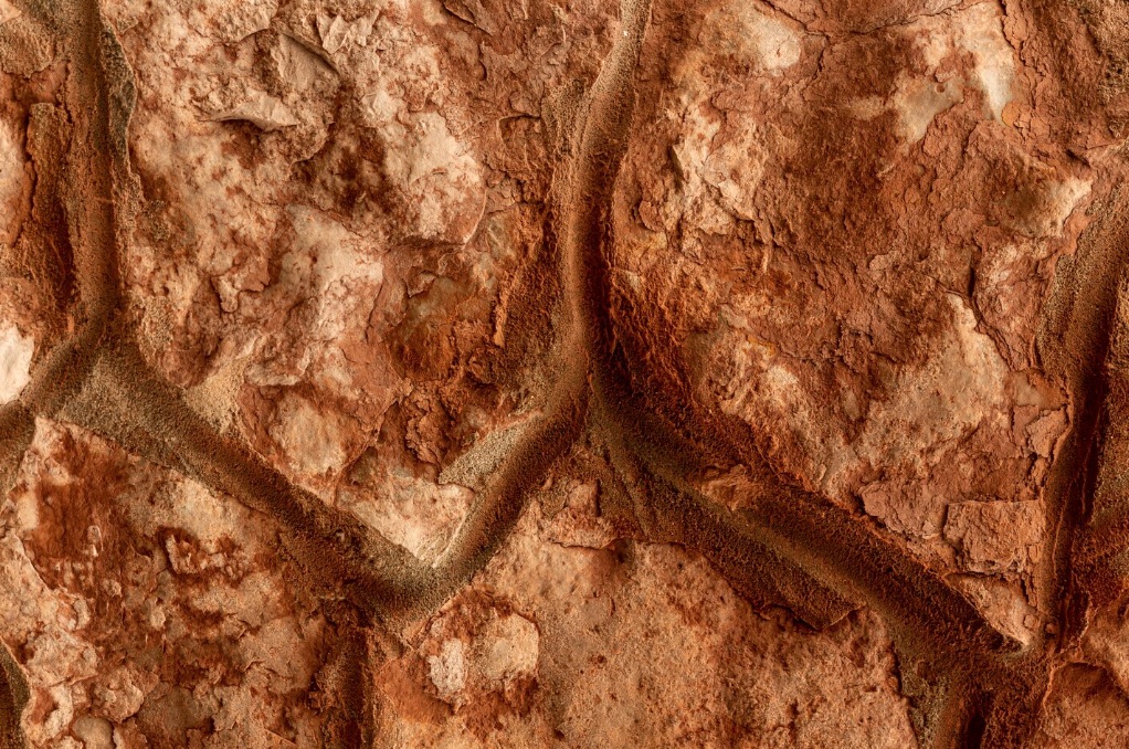 Dettagli naturali — Vigore